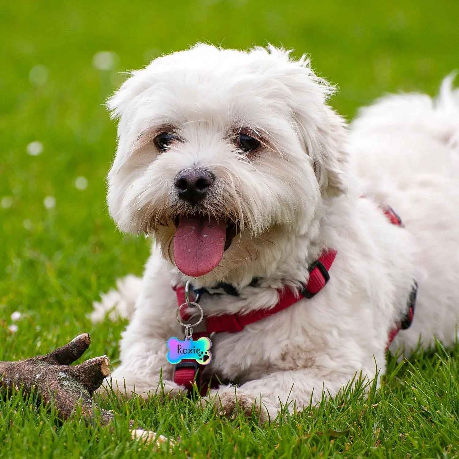 Pet Collar Engraved Tag Pet Collar Engraved Tag Pet Collar Engraved Tag