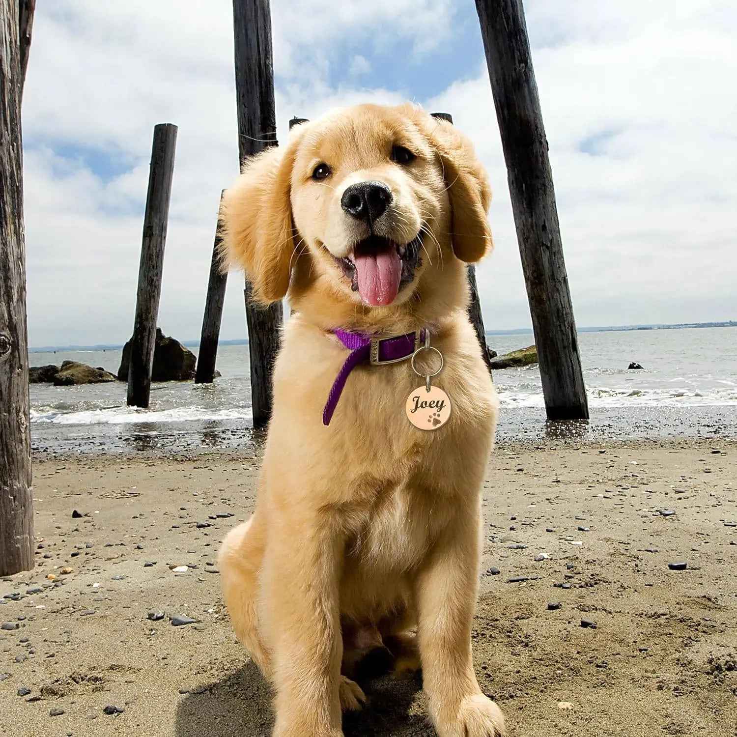 Pet Collar Engraved Tag